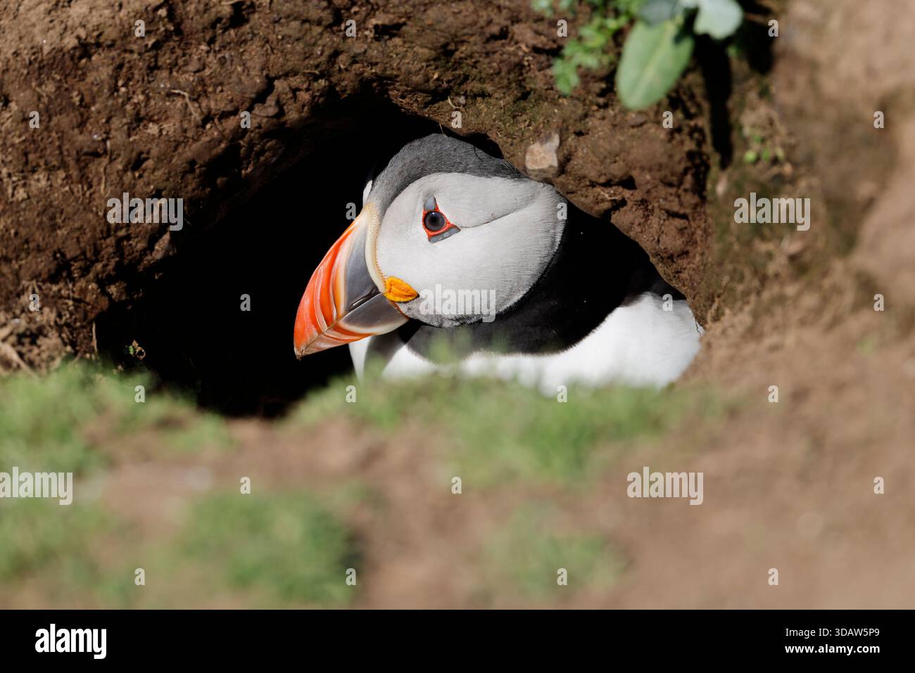 Atlantic Puffin, Fratercula arctica. Uccello adulto nell'ingresso della tana, Skomer Island, Galles. Foto Stock
