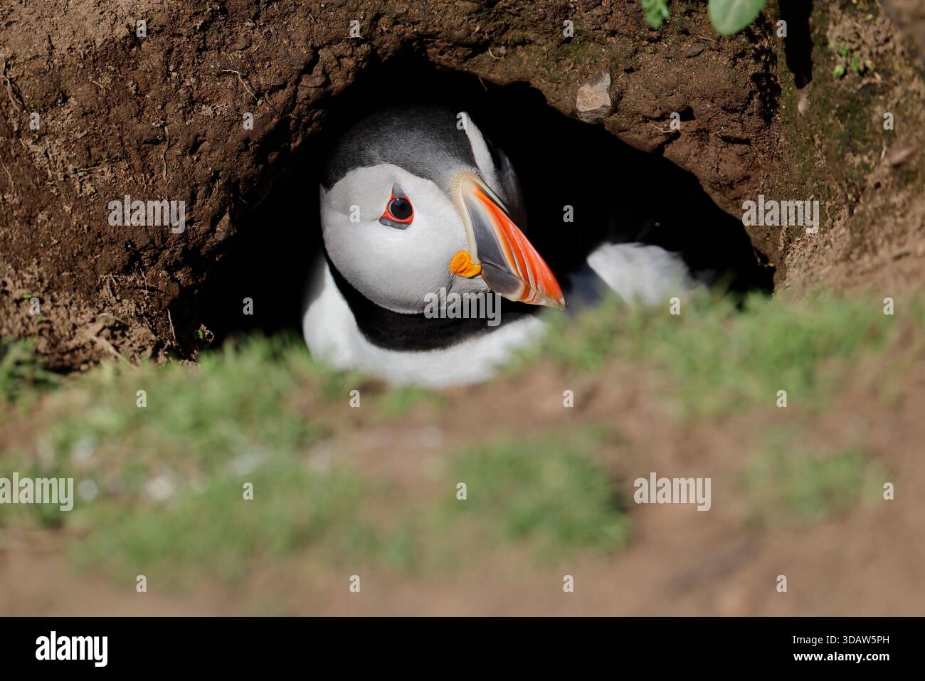 Atlantic Puffin, Fratercula arctica. Uccello adulto nell'ingresso della tana, Skomer Island, Galles. Foto Stock