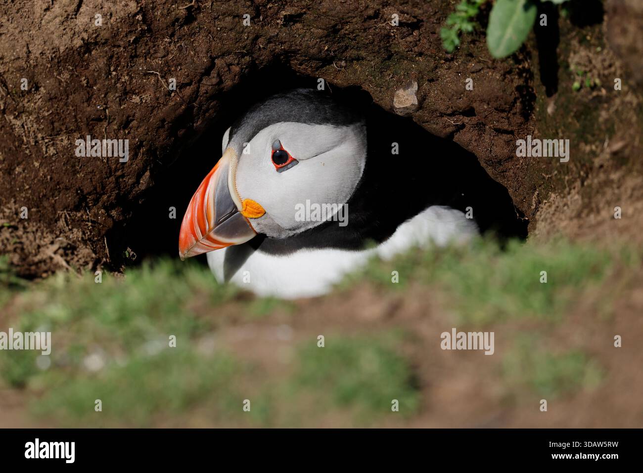 Atlantic Puffin, Fratercula arctica. Uccello adulto nell'ingresso della tana, Skomer Island, Galles. Foto Stock