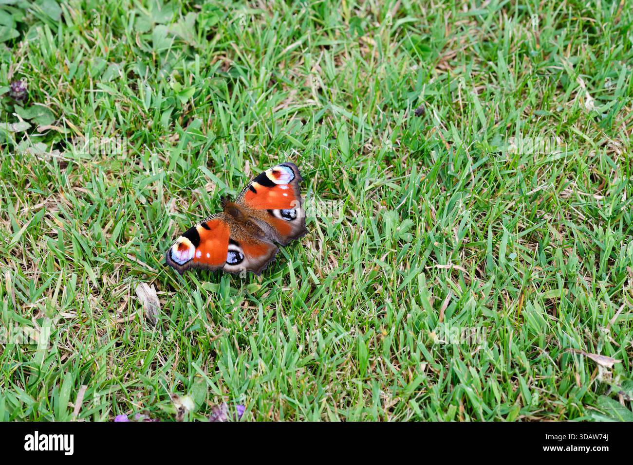 Peacock Butterfly Inachis io crogiolarsi al sole estivo su un prato di prato di campagna inglese, Inghilterra, Regno Unito. Foto Stock
