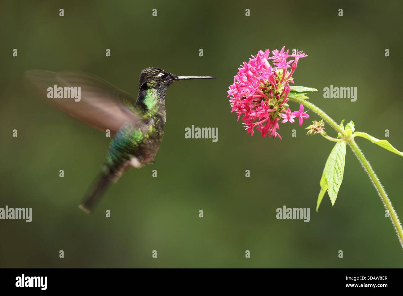 Il magnifico colibrì si libra delicatamente vicino a un gruppo di vivaci fiori rosa a Panama, catturando l'essenza della bellezza della natura e dell'agil dell'uccello Foto Stock