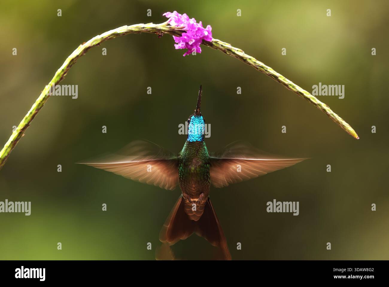 Un colibrì Talamanca si libra a mezz'aria, nutrendosi di un vivace fiore viola su uno sfondo verde sfocato. Le sue iridescenti piume blu e verdi Foto Stock