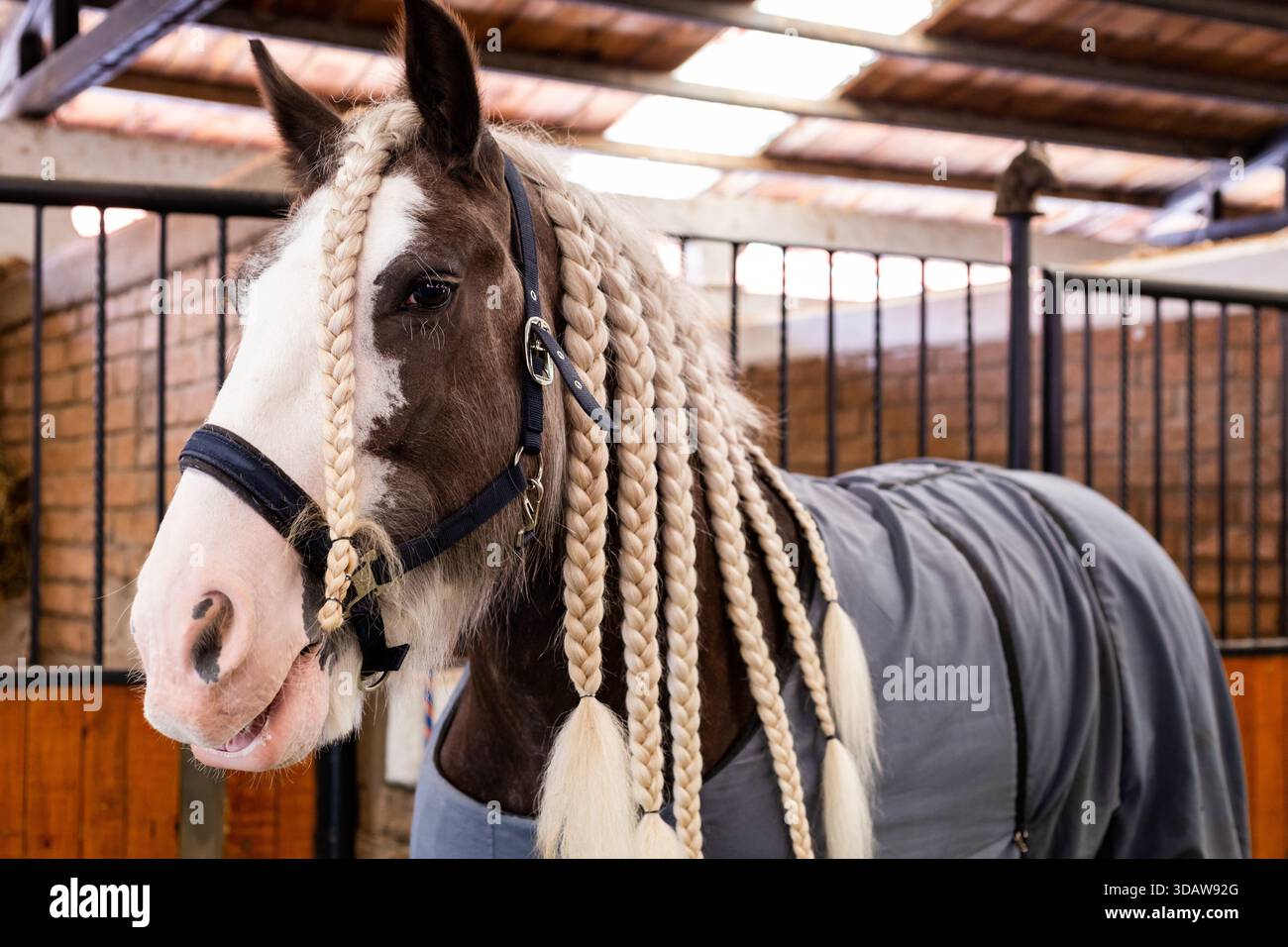 Uno splendido cavallo con una criniera meticolosamente intrecciata è esposto all'interno. L'immagine cattura l'eleganza e la grazia di questo cavallo all'interno di un ambiente stabile Foto Stock