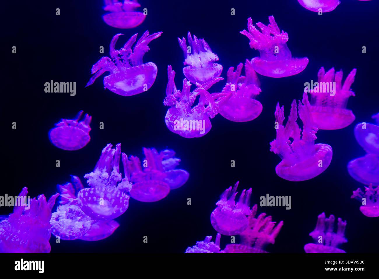 Un'affascinante esposizione di meduse viola bioluminescenti che si spostano graziosamente su uno sfondo scuro. Le creature brillanti illuminano il sottobosco Foto Stock
