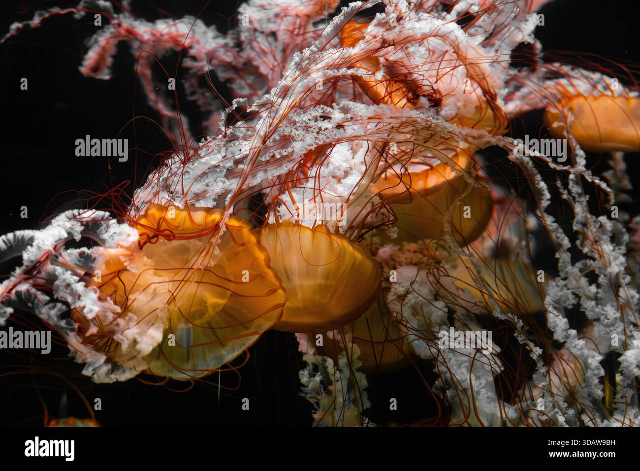Una scena dinamica di meduse dai ricchi colori arancio e bianco, i loro delicati tentacoli che ruotano graziosamente su uno sfondo scuro, mostrando il Foto Stock