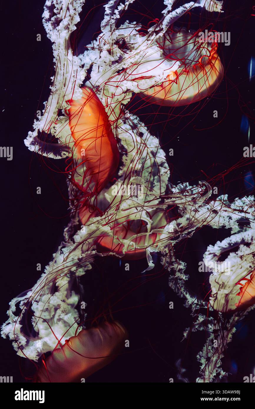 Le vivaci meduse arancioni galleggiano graziosamente nelle oscure e misteriose profondità dell'oceano. I loro corpi traslucidi e i delicati tentacoli creano un captiv Foto Stock
