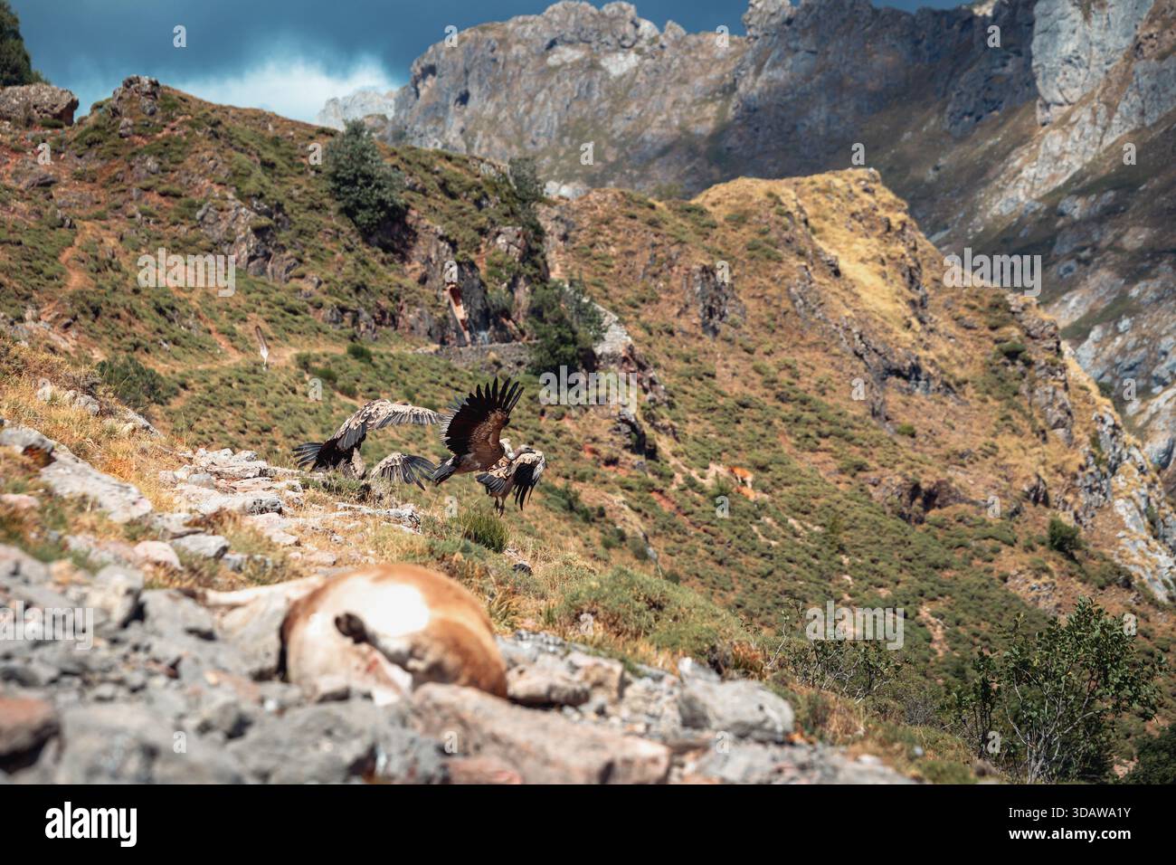 Gli avvoltoi grifone si riuniscono intorno a una carcassa di mucca, mostrando comportamenti naturali in un terreno montuoso. Questa scena mette in evidenza il loro ruolo di scavengers in Foto Stock