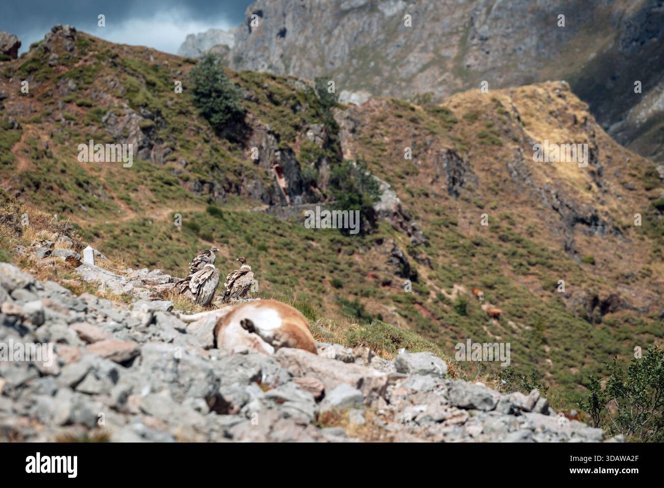 Un gruppo di avvoltoi grifone osserva con entusiasmo una carcassa di mucca in mezzo a terreni rocciosi e erbosi, pronti a iniziare a scavare. Il paesaggio robusto mette in evidenza Foto Stock