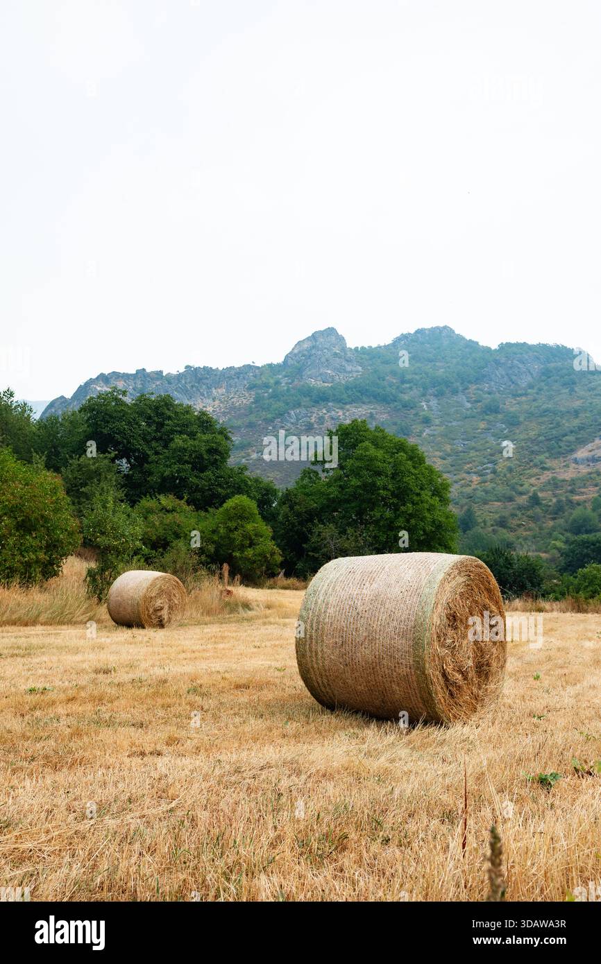 Le balle di fieno riposano in un campo aperto sullo sfondo lussureggiante e montuoso della valle di Somiedo nelle Asturie, nel nord della Spagna, offrendo uno sguardo alle zone rurali, n Foto Stock