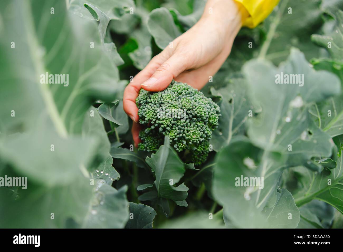 Una donna che raccoglie delicatamente i broccoli in una lussureggiante serra, catturando l'essenza del giardinaggio biologico e del raccolto fresco. I verdi vivaci illustrano sust Foto Stock