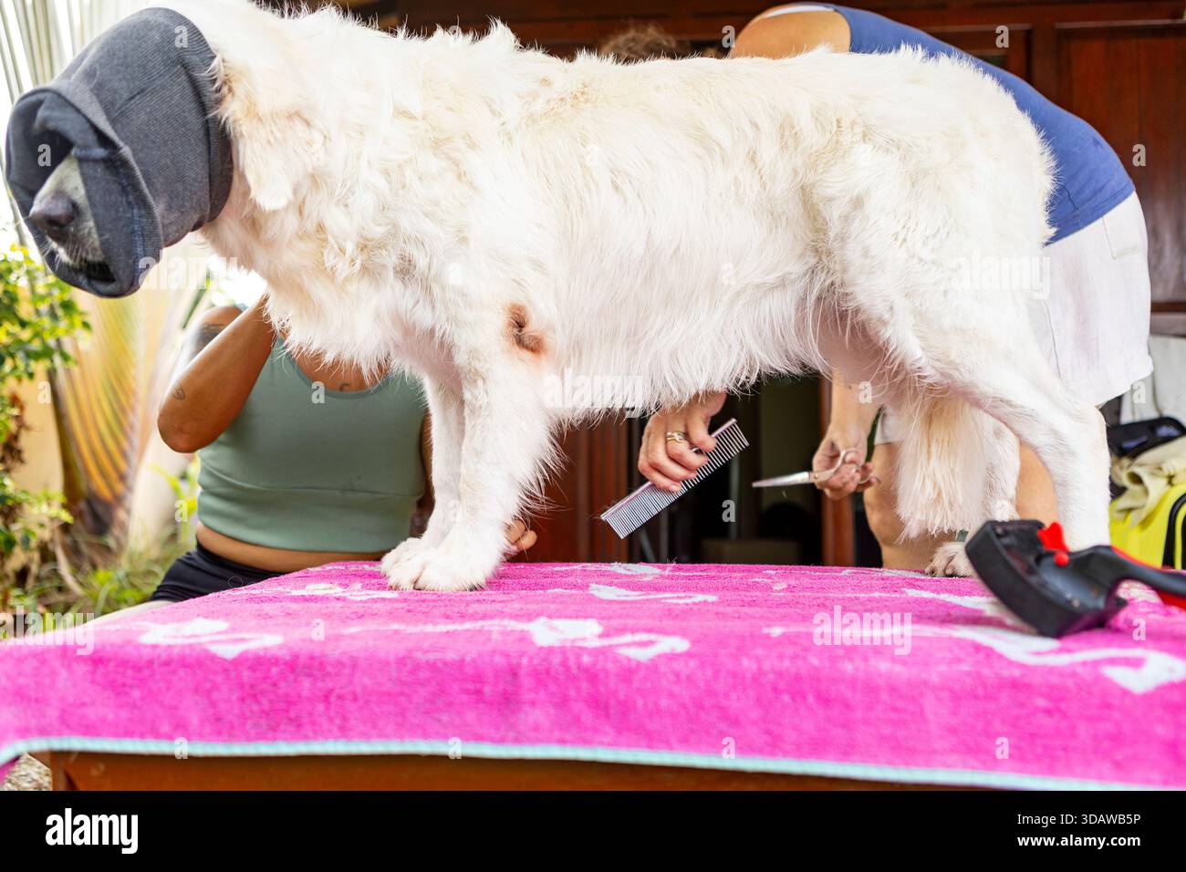Due donne che si occupano di un Golden retriever su un tavolo coperto da un asciugamano rosa. Il cane indossa un fasciatesta per ridurre il rumore mentre viene spazzolato e rifinito Foto Stock