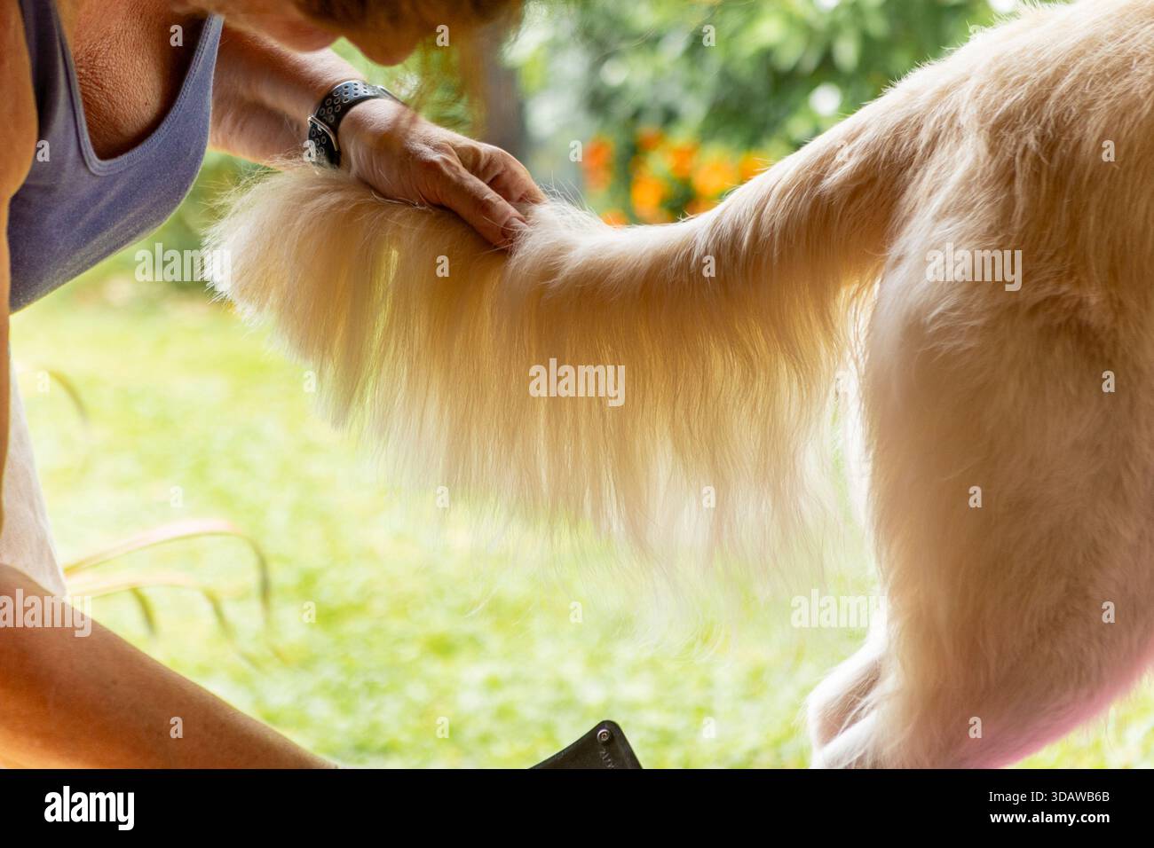 Una donna sta lavando e rifinendo il suo Golden retriever in un ambiente accogliente. La pelliccia del cane viene spazzolata con cura, mettendo in risalto la gioia dell'auto Foto Stock