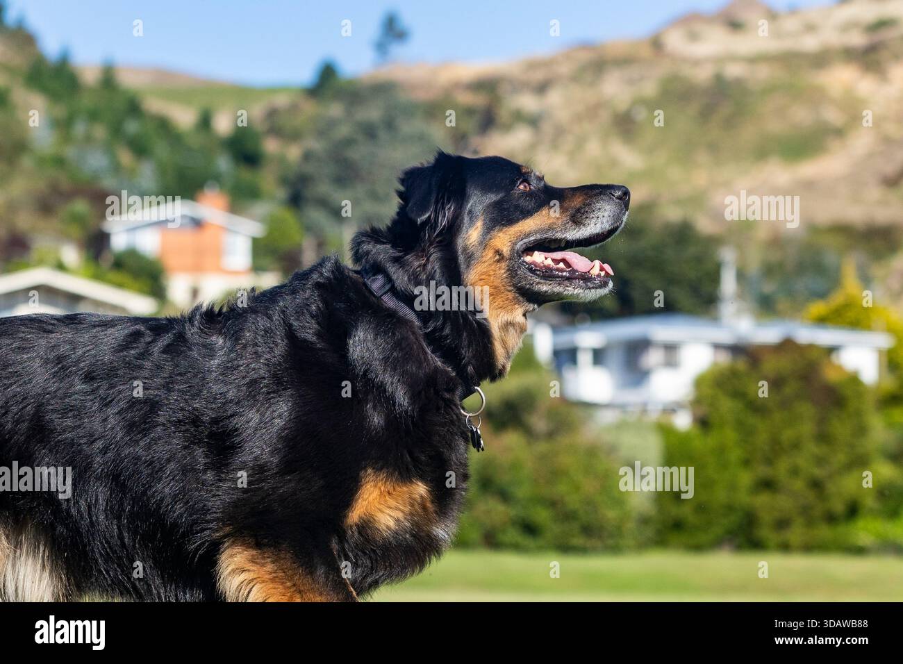 Un cane nero e abbronzato si staglia di profilo su uno sfondo suburbano sfocato, godendosi una giornata di sole. La sua bocca è aperta con un comportamento gioioso, catturando Foto Stock