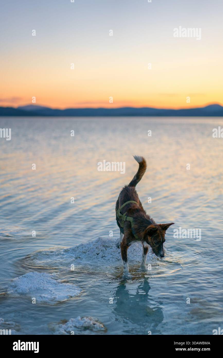 Un cane curioso esplora le acque poco profonde del lago salto Crater al tramonto, evidenziando le caratteristiche stromatoliti e la bellezza panoramica del lago in un ser Foto Stock