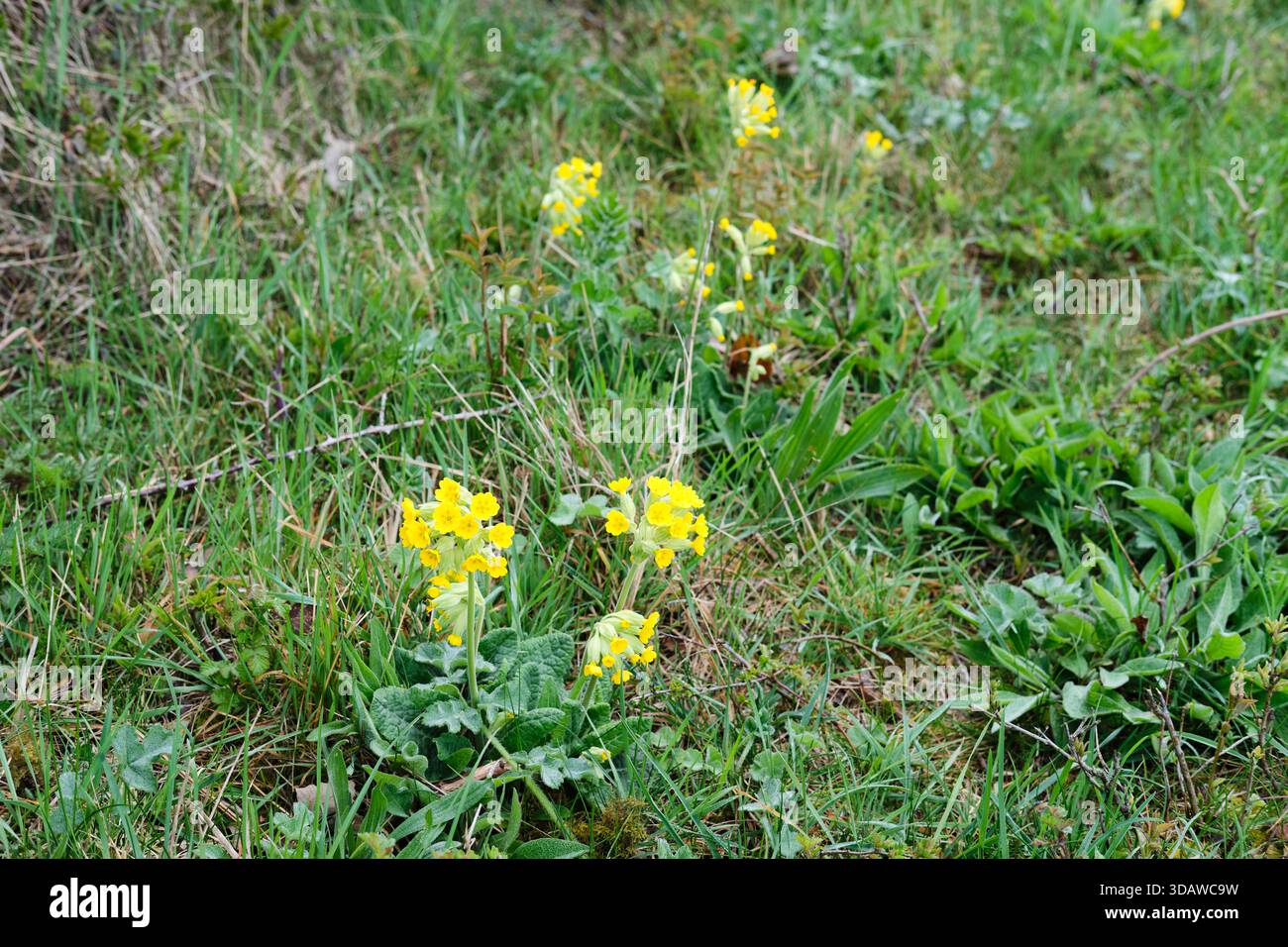 Cowslips (Primula veris) Piante fiorite in crescita in un giardino aiuola durante la primavera. Regno Unito. Foto Stock