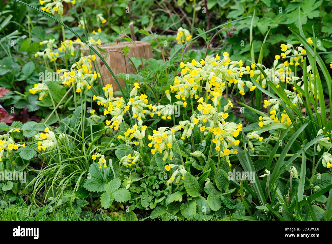 Cowslips (Primula veris) Piante fiorite in crescita in un giardino aiuola durante la primavera. Regno Unito. Foto Stock
