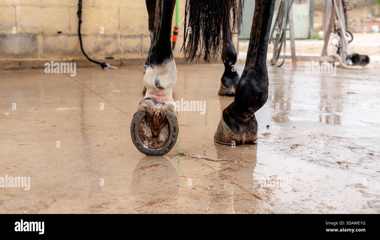Vista ravvicinata degli zoccoli di un cavallo con un ferro di cavallo, catturati in un ambiente stabile. L'immagine evidenzia l'importanza della cura e della manutenzione dello zoccolo equino Foto Stock