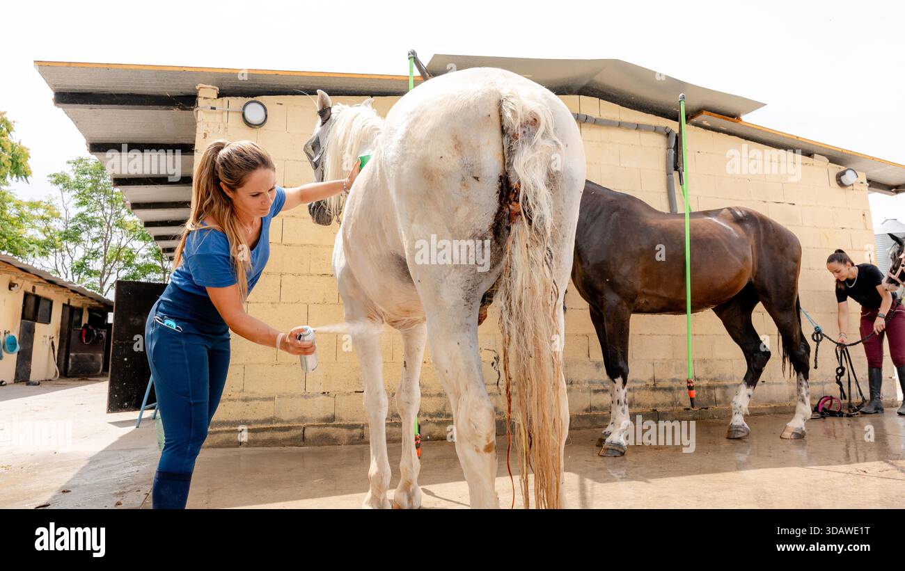 Una donna applica un repellente per insetti alla zona posteriore di un cavallo grigio, contribuendo a prevenire l'irritazione del mosca e proteggere la pelle, soprattutto nei cavalli a cui è soggetto Foto Stock