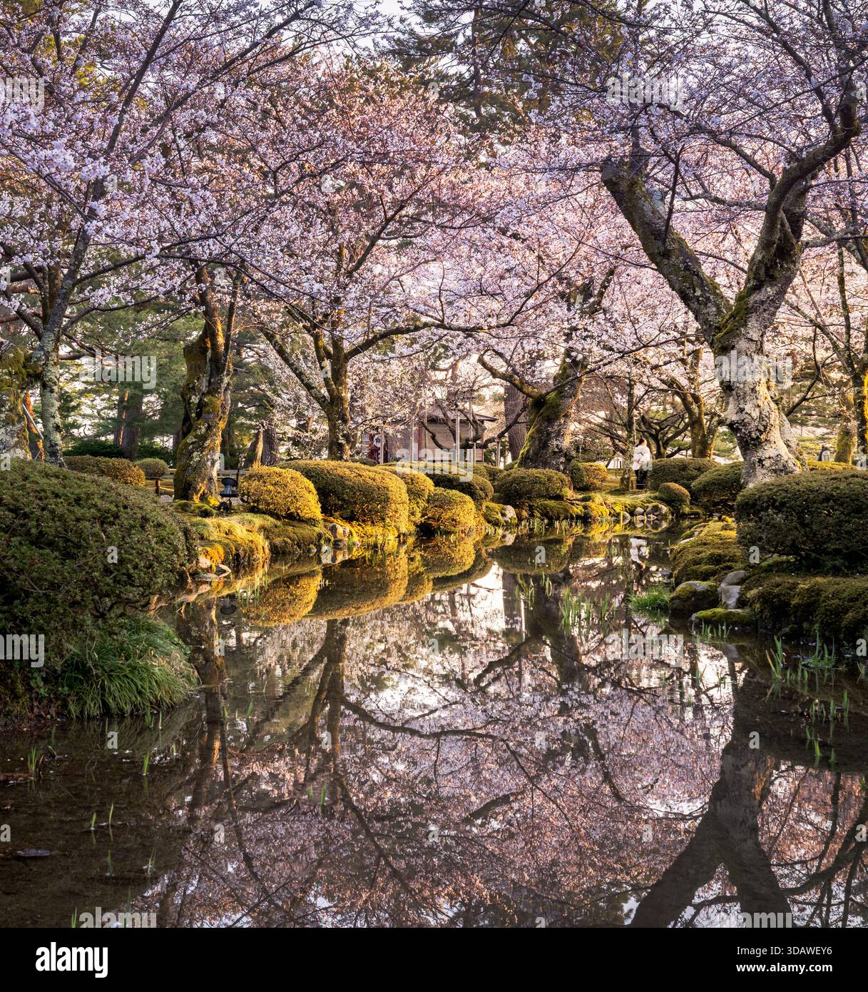 Vista delle acque tranquille che rispecchiano i delicati rosa dei ciliegi in fiore tra una lussureggiante vegetazione, creando una scena tranquilla, Kanazawa, Ishikawa, Giappone. Foto Stock