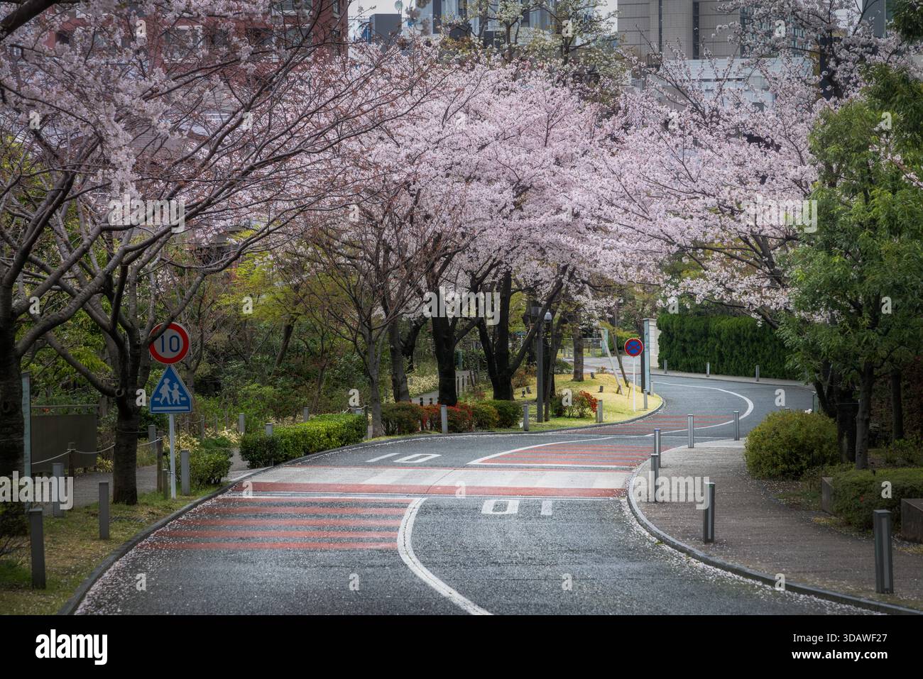 Vista di una strada tortuosa, segnata da un passaggio pedonale, curve sotto i fiori di ciliegio, dipingendo la scena in morbidi rosa e verde, T. Foto Stock