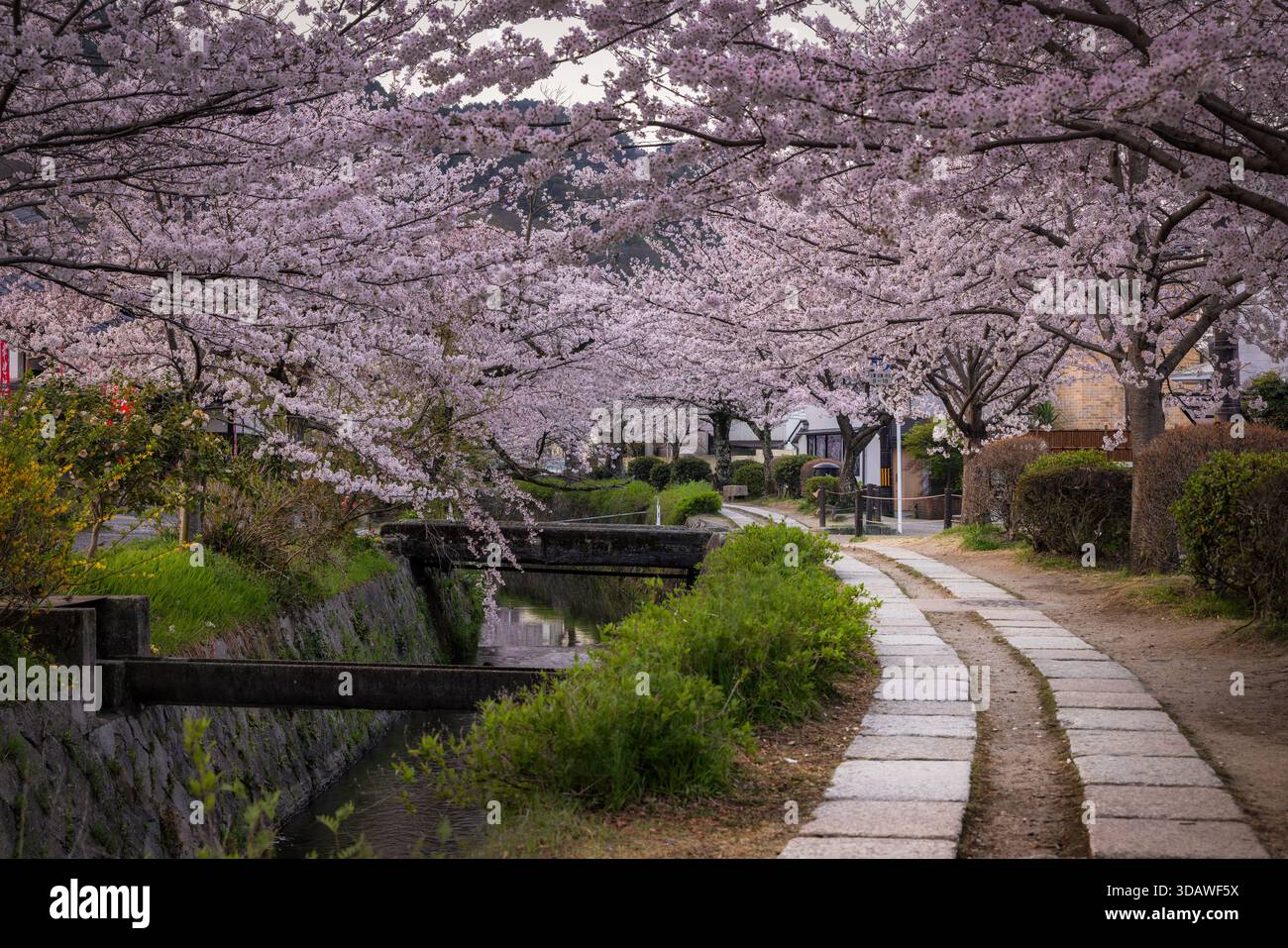 Vista dei fiori di ciliegio in piena fioritura, i loro delicati petali rosa che creano una splendida baldacchino su un sentiero di pietra e canale, Kyoto, Kyoto, Giappone. Foto Stock