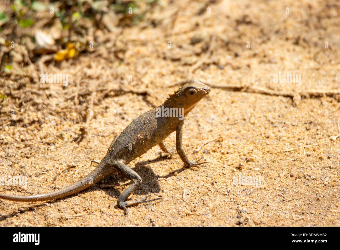 Una lucertola agamide sul bordo di una strada sterrata nel Parco Nazionale di Yala, Sri Lanka Foto Stock