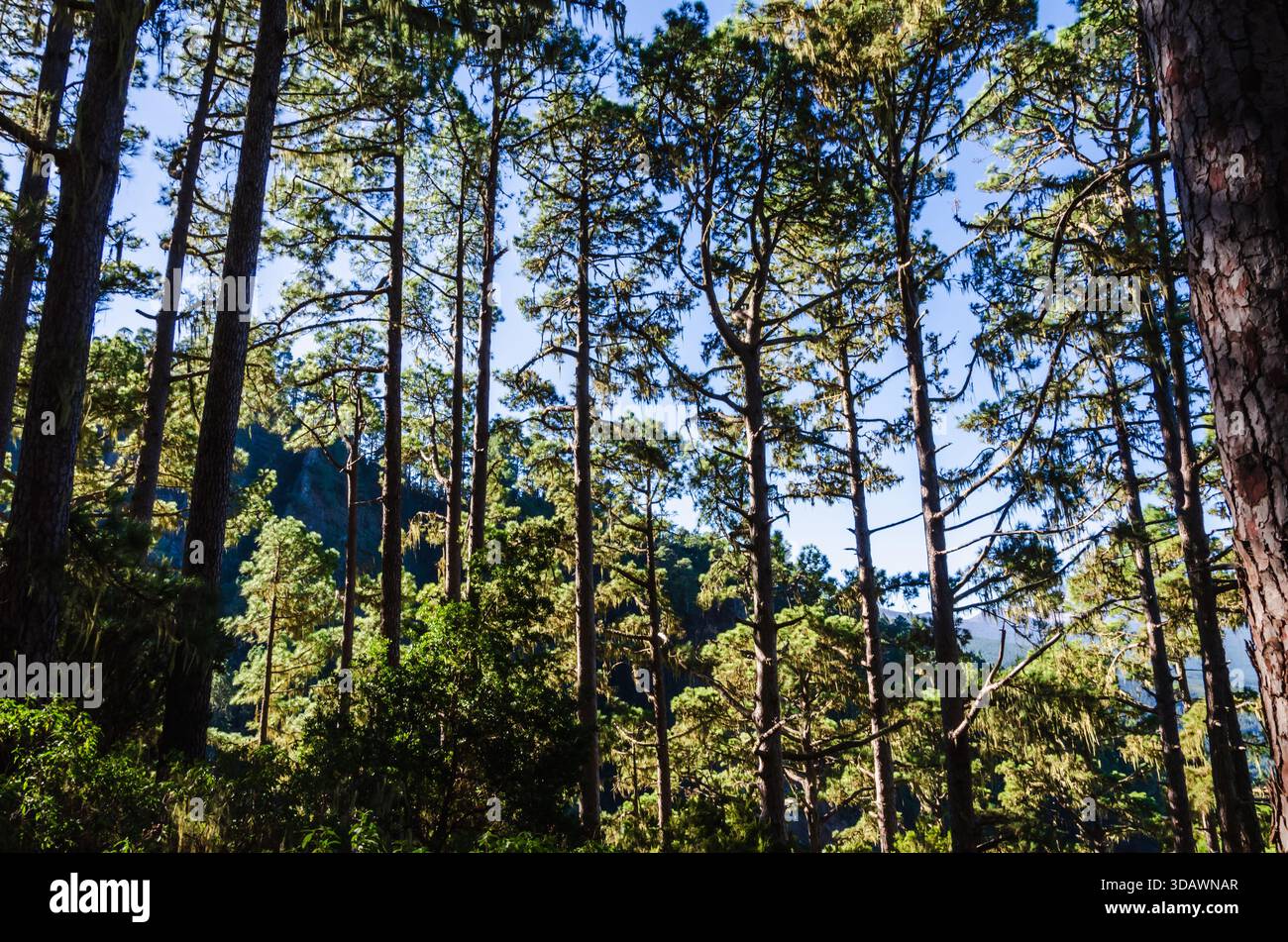 Foresta di pini delle Canarie illuminata dal sole negli altopiani di Tenerife, che mostra una fitta vegetazione, alberi alti e licheni appesi ai rami. Foto Stock