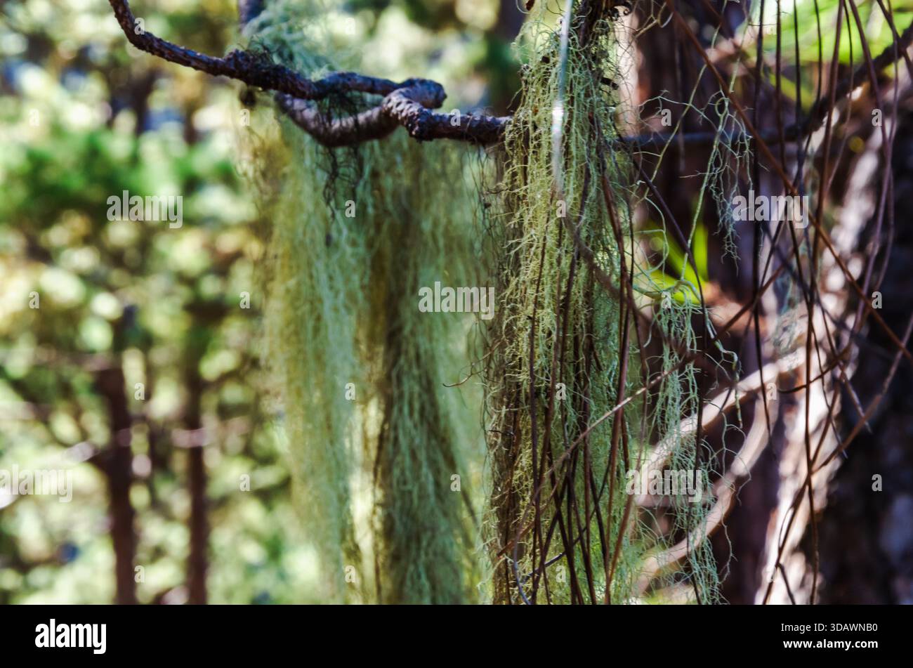 Macro di Usnea lichen appeso al pino di Tenerife, che mostra la sua consistenza fibrosa e la crescita epifitica in una foresta umida. Foto Stock