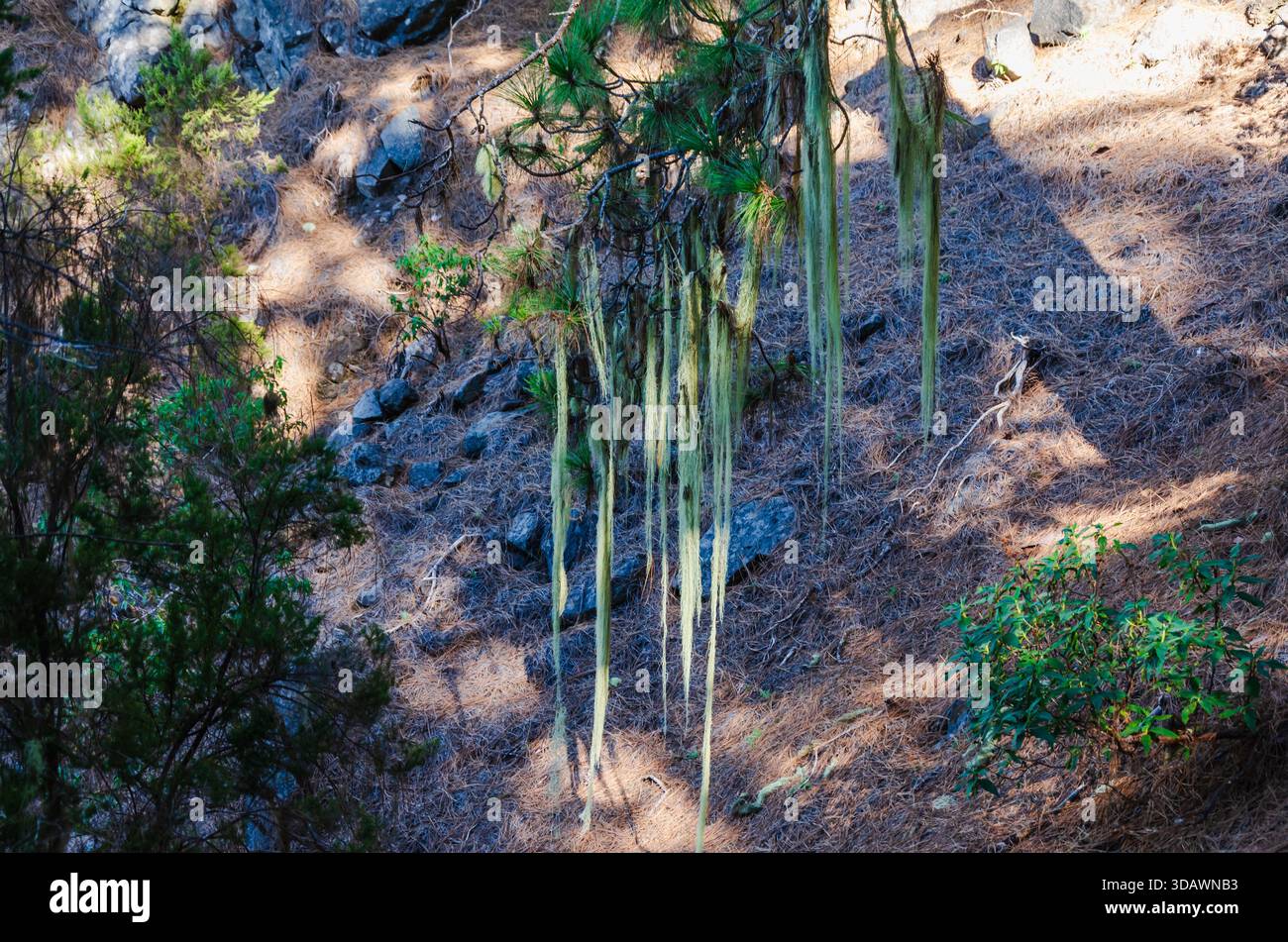 Macro di Usnea lichen appeso al pino di Tenerife, che mostra la sua consistenza fibrosa e la crescita epifitica in una foresta umida. Foto Stock