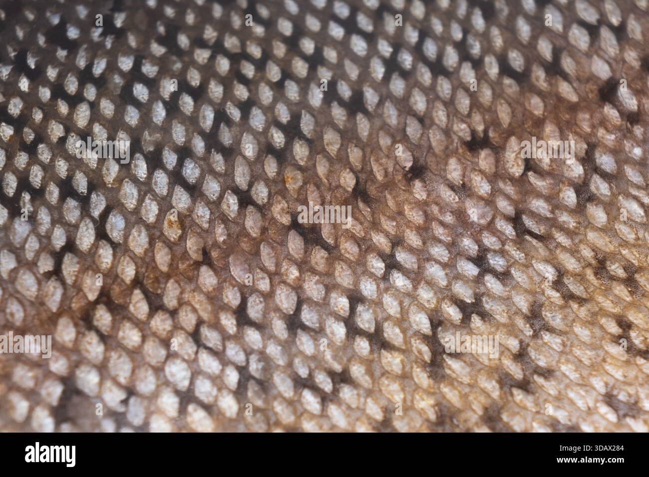 Struttura della buccia di salmone. Superficie cutanea di salmone macinato. Dettaglio della consistenza della pelle di salmone. Foto Stock