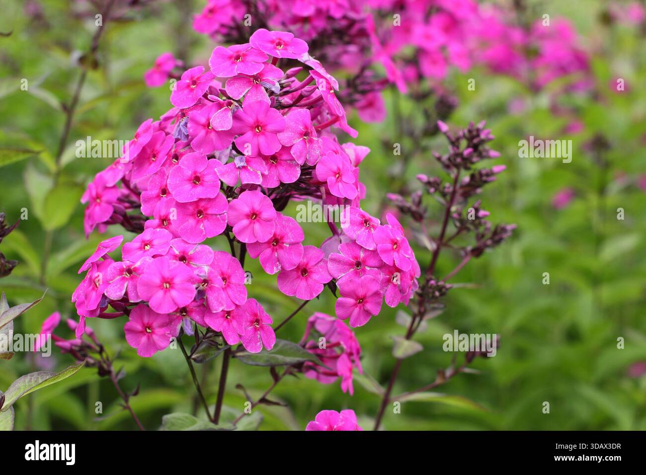 Phlox paniculata "Cardinale", con ammassi estivi di fiori rosa su profondi gambi viola Foto Stock