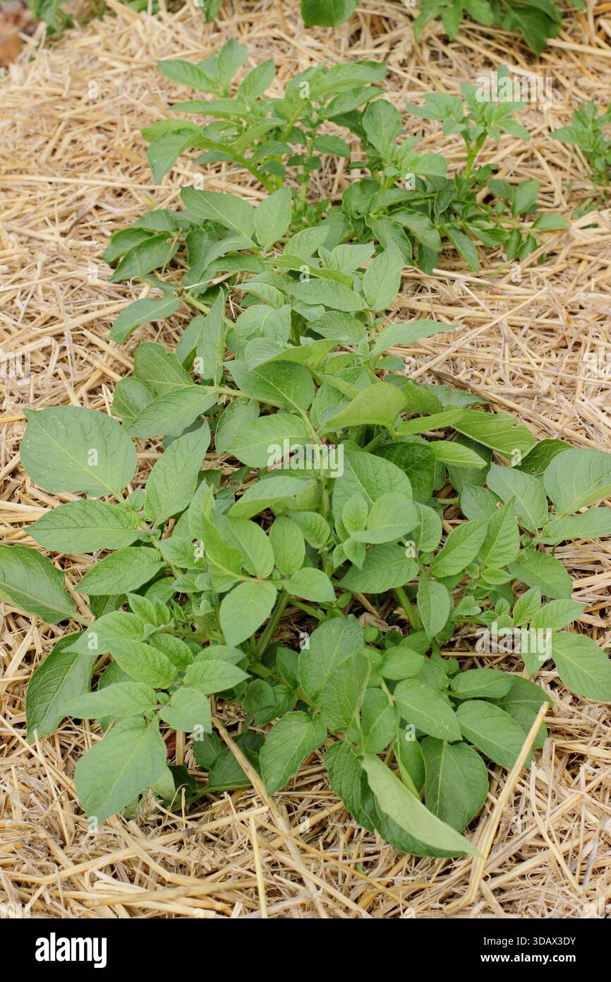 Niente patate da scavo. Coltivazione di patate maincrop Sapo mira, utilizzando la tecnica di giardinaggio senza scavi di strati con pacciame di paglia Foto Stock