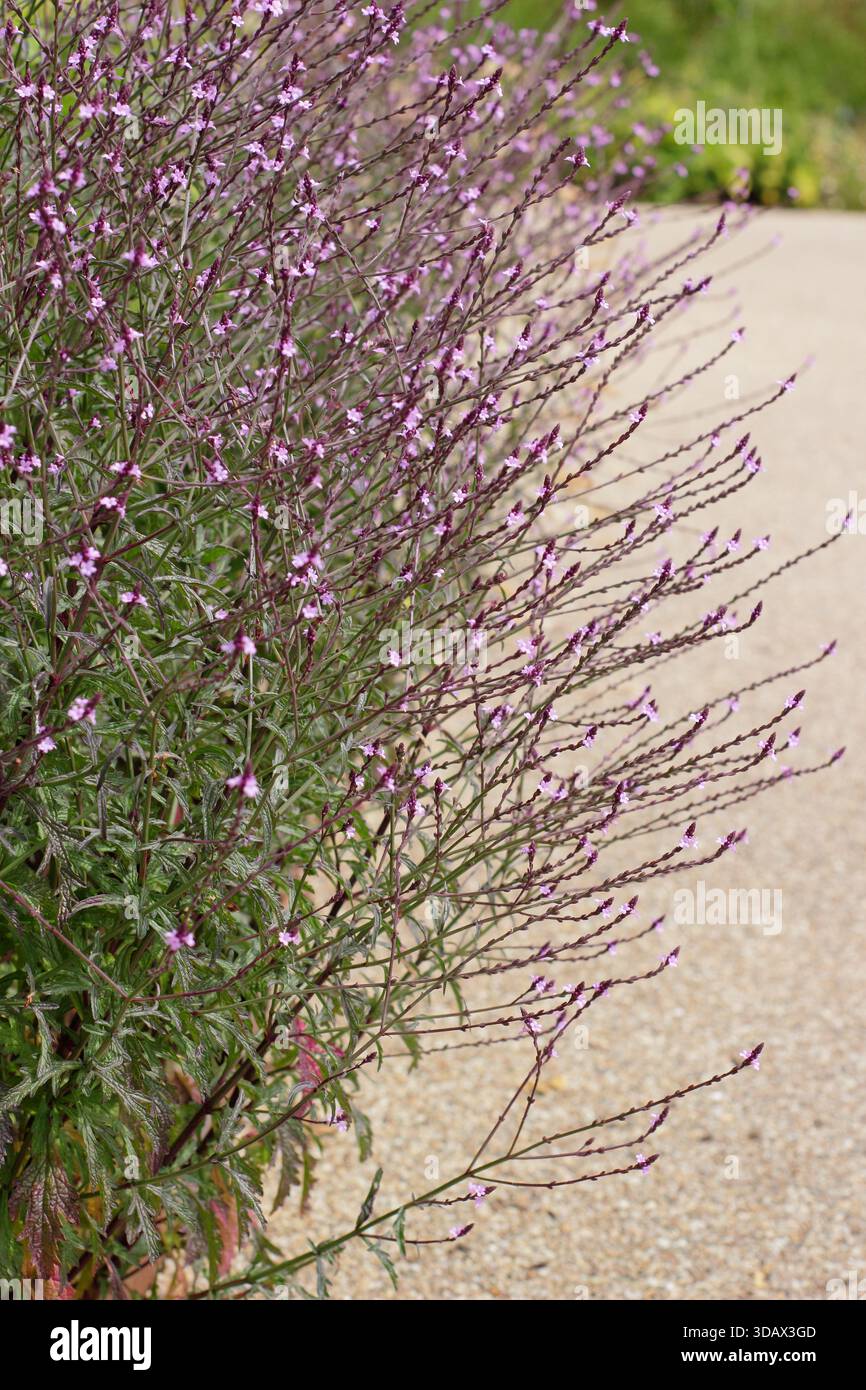 Verbena officinalis 'Bampton', comunemente conosciuta come Vervain 'Bampton', perenne in posizione eretta con un bel fogliame viola e fiori profondi. Foto Stock