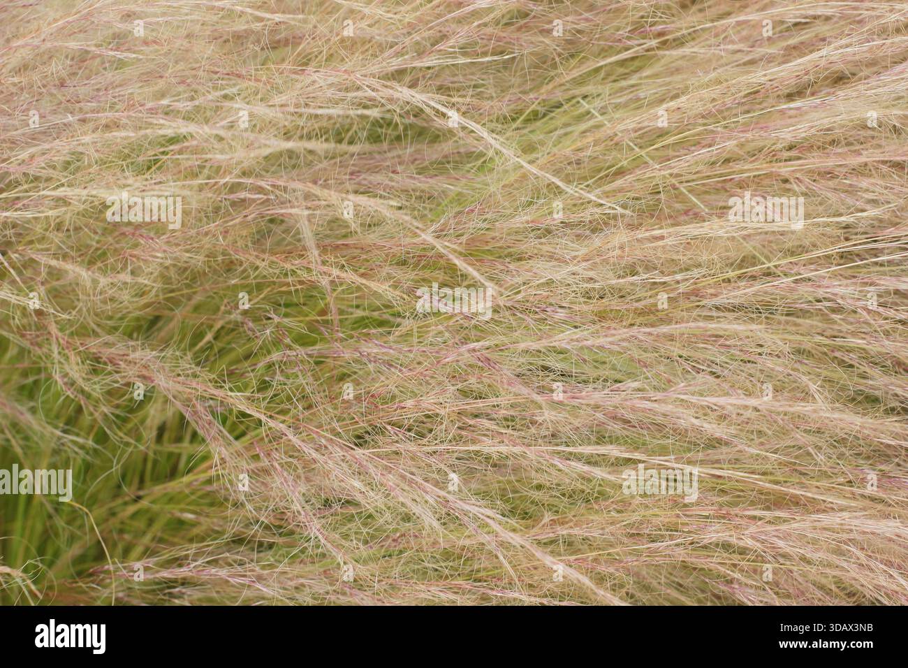 Stipa tenuissima. Primo piano di teste di semi d'erba di piume messicane dorate che si arroccano in una brezza estiva Foto Stock