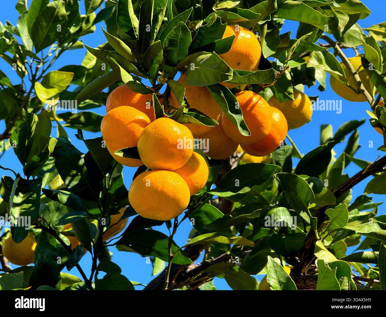 Mandarino con frutti maturi nel frutteto Foto Stock