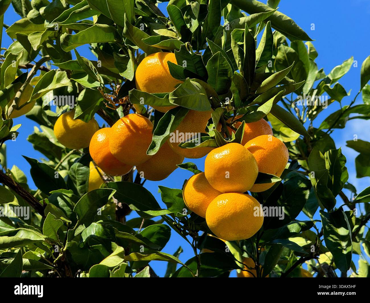 Mandarini sull'albero di mandarino in frutteto Foto Stock