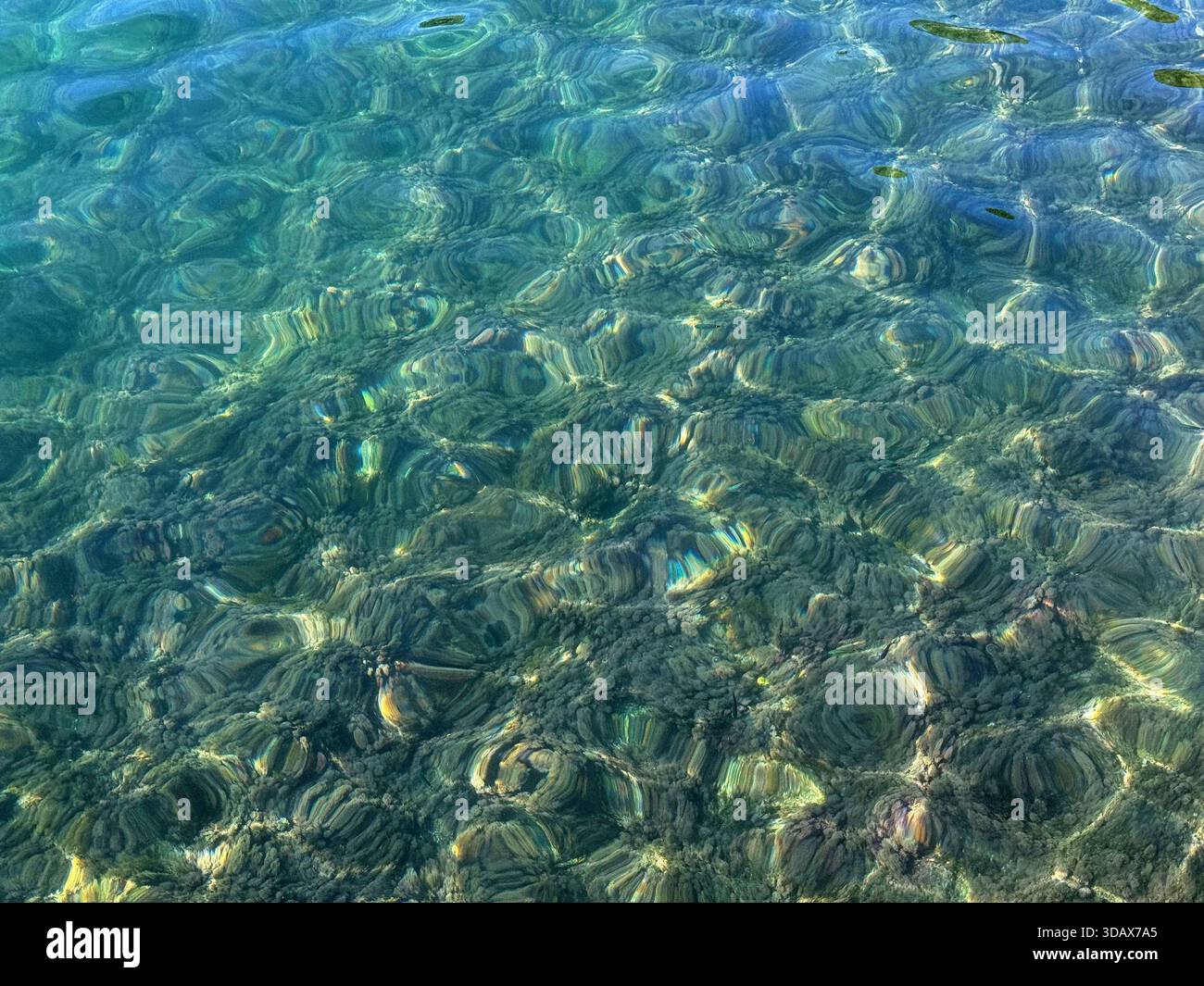 Acqua cristallina con alghe sottomarine Foto Stock