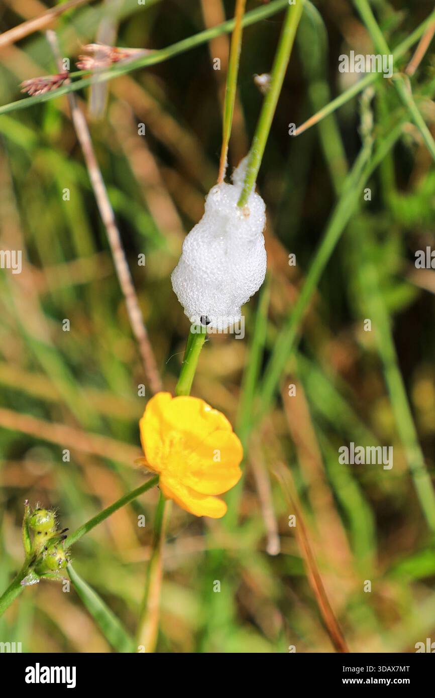 La schiuma di un Froghopper o Spittle Bug (Philaenus spumarius) conosciuto come cucù spit, Inghilterra, Regno Unito Foto Stock