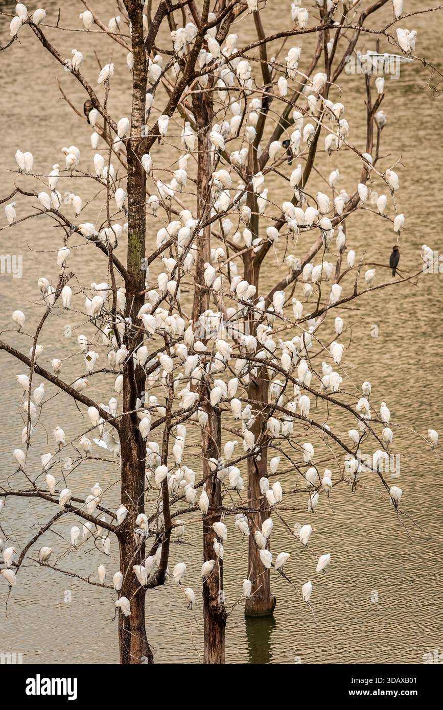 In questo insolito santuario in Spagna, la maggior parte degli animali ha grandi recinti e spazio per un roaming limitato. questo albero è carico di aironi di bestiame riposanti Foto Stock