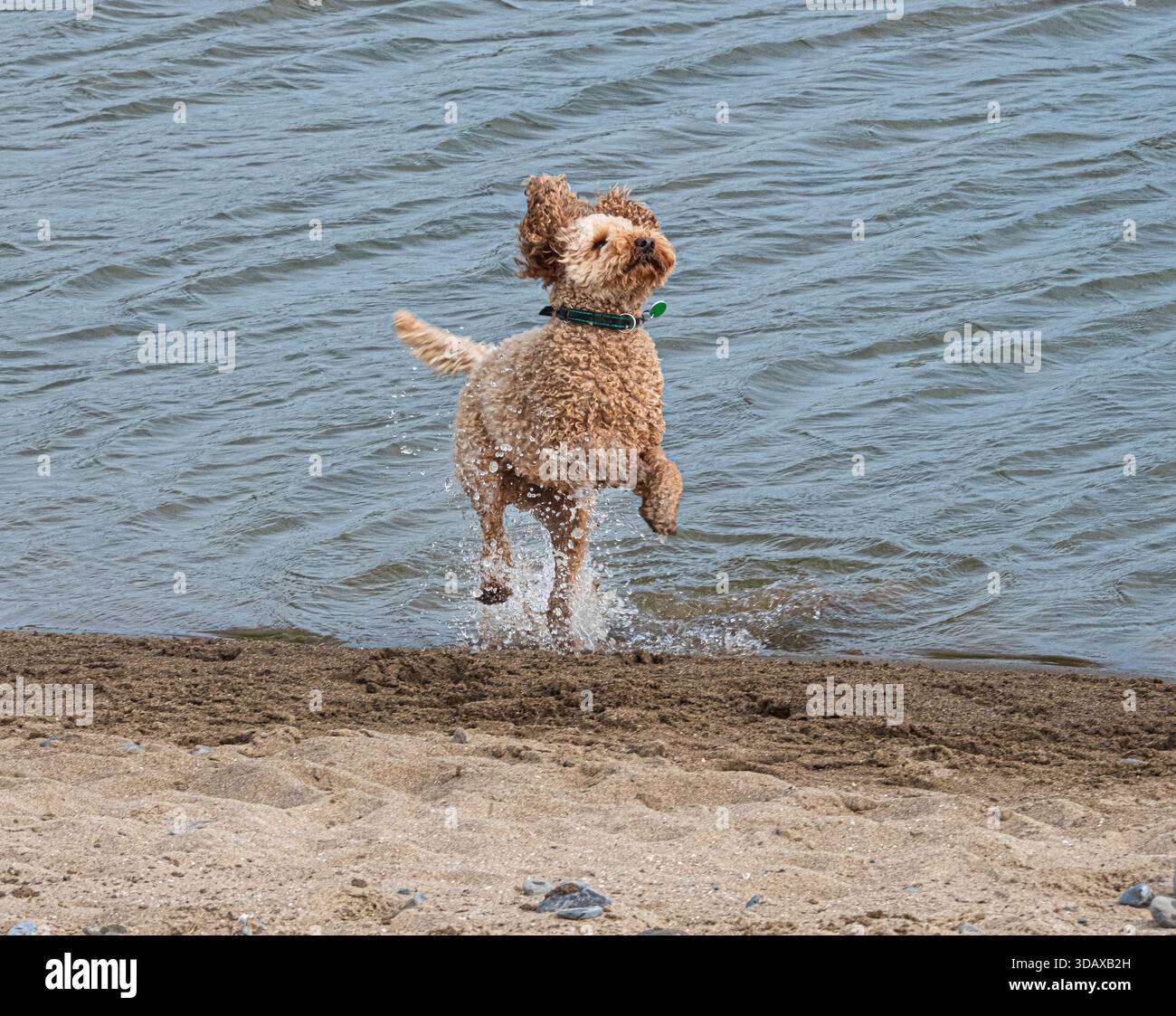 Un cane giocoso salta dall'acqua sulla spiaggia sabbiosa, gocce che volano mentre la pelliccia riccia brilla di eccitazione. Foto Stock