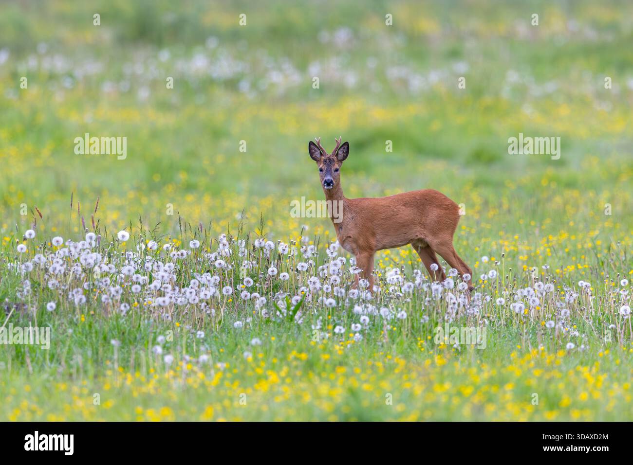 Capriolo europeo (Capreolus capreolus) adulto/maschio foraggio in praterie/prato con leoni che fioriscono in primavera Foto Stock