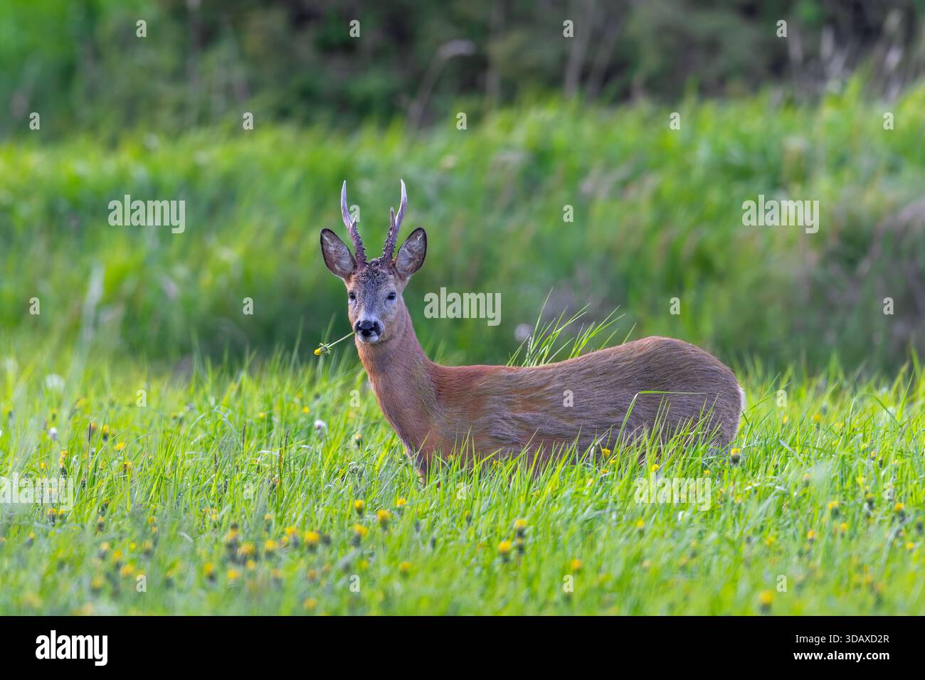 Capriolo europeo (Capreolus capreolus), toro adulto / maschio che mangia il dente di leone nelle praterie / prato con fiori selvatici che fioriscono ai margini della foresta in primavera Foto Stock
