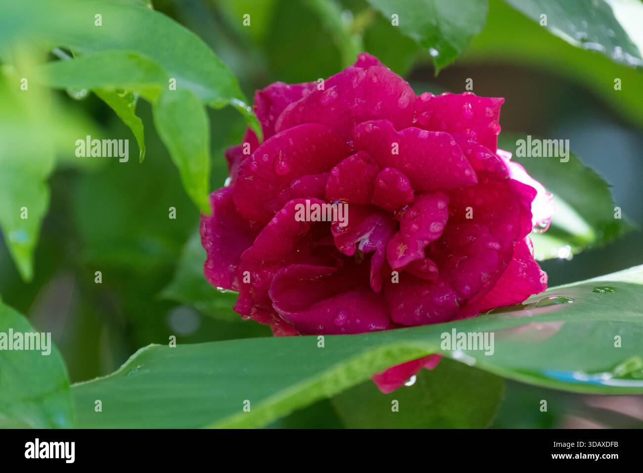 Rosa rosa da giardino (rosa) ricoperta di gocce d'acqua dolce dopo la pioggia, giardino al Cairo, Egitto Foto Stock