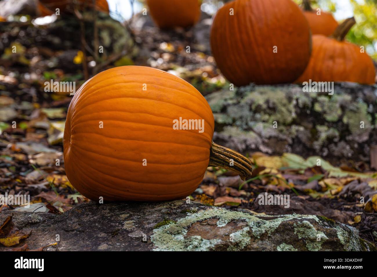 Zucche autunnali a Mountain Crossings lungo l'Appalachian Trail a Neel Gap a Blairsville, Georgia. (USA) Foto Stock