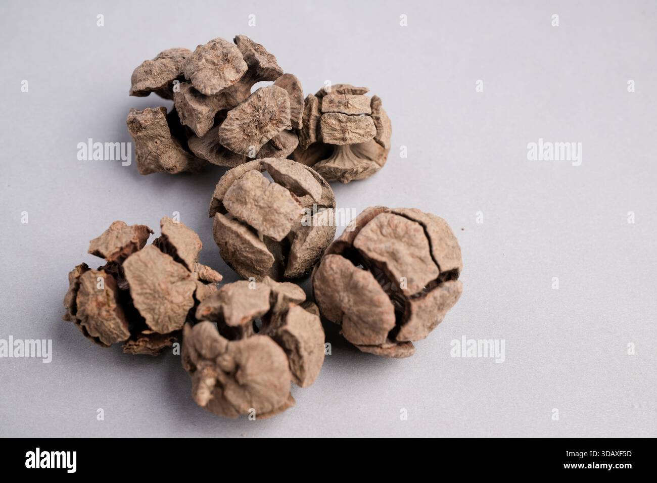 Immagine macro scientifica delle teste di fiori perforati essiccati sugli steli: Dettaglio botanico di un potenziale ingrediente di medicina a base di erbe. Foto Stock