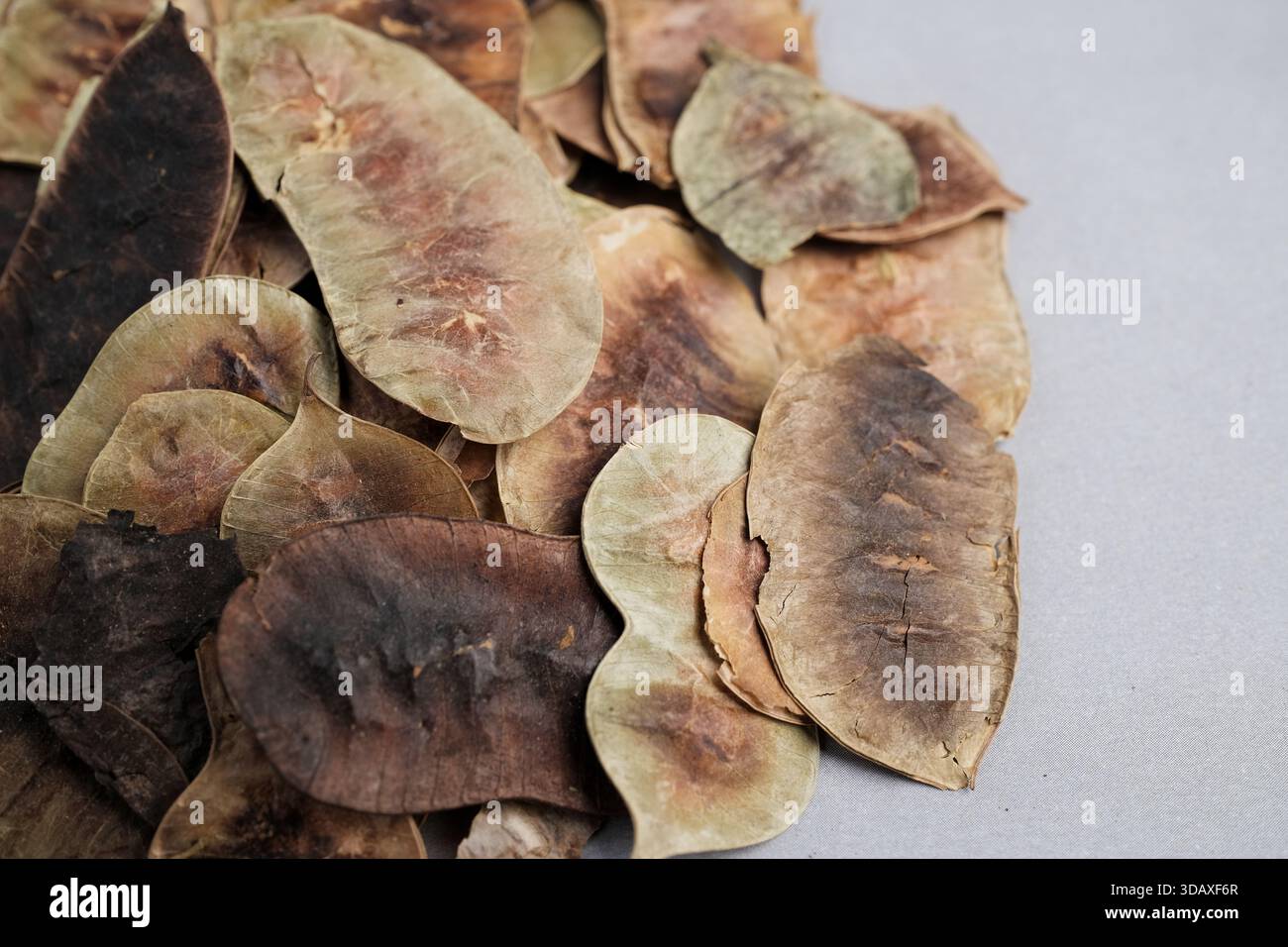 Macro primo piano di opuscoli essiccati di Brown e Green Senna (Senna alexandrina) utilizzati come ingrediente lassativo naturale altamente efficace. Foto Stock