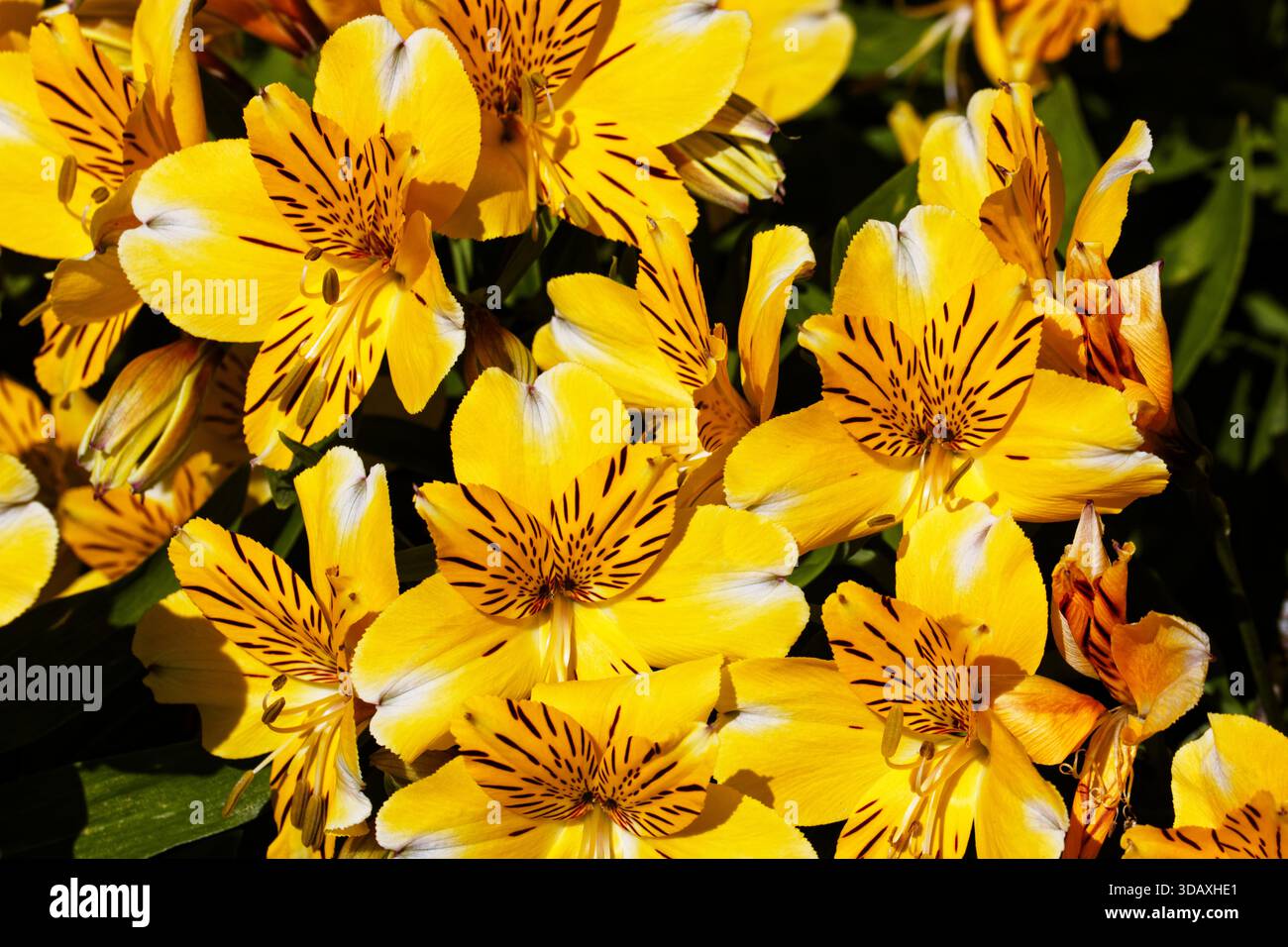 Alstroemeria Eleanor: Perenne compatta e a forma di grappolo, alta circa 20 cm, con ammassi di fiori gialli a forma di imbuto che hanno macchie marrone scuro. Foto Stock