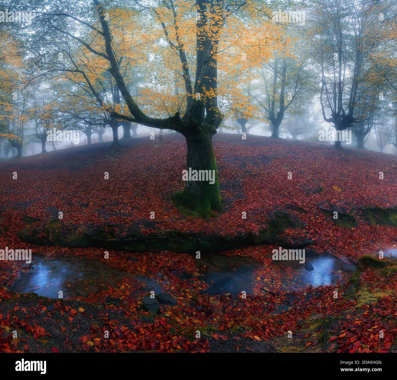 Suggestiva scena autunnale nella faggeta di Otzarreta con un albero solitario circondato da nebbia, radici coperte di muschio e foglie rosse cadute, creando una calma a Foto Stock