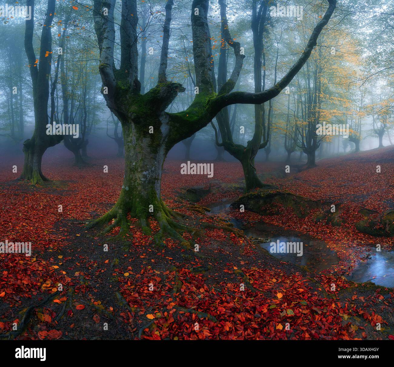 Scena autunnale nebbiosa nella faggeta di Otzarreta con riflessi d'acqua, foglie cadute e alberi ricoperti di muschio, creando un bosco tranquillo e suggestivo Foto Stock