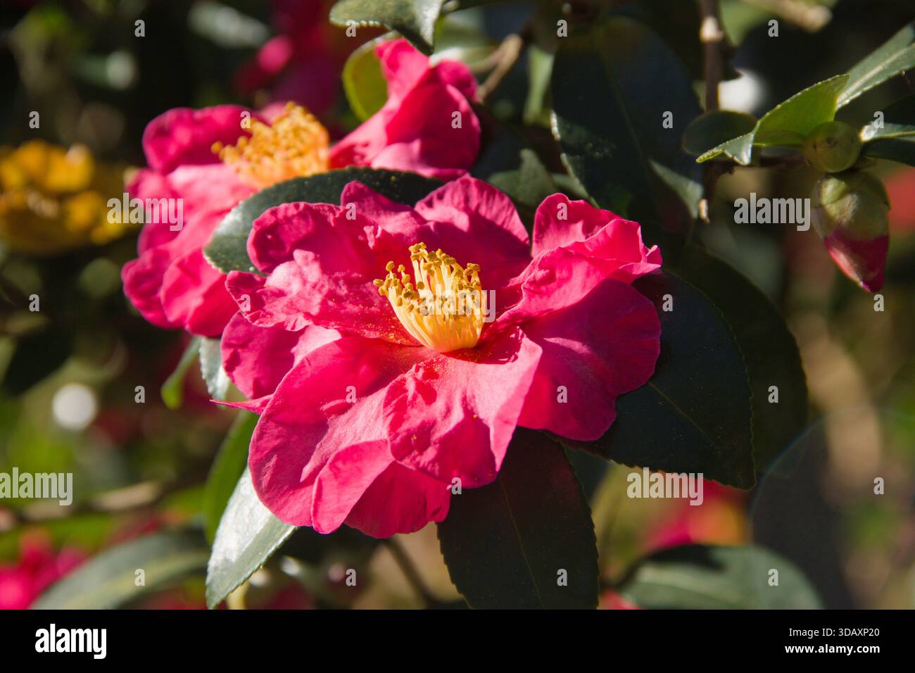 Fiore di camelia rosa che fiorisce alla luce naturale del sole, primo piano di piante ornamentali da giardino con petali vibranti, stami gialli e morbido sfondo primaverile Foto Stock
